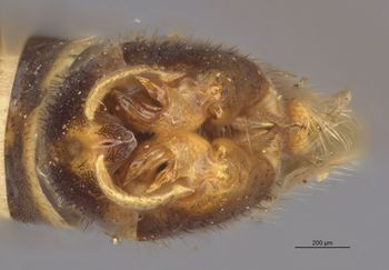 Media type: image;   Entomology 10300 Aspect: genitalia